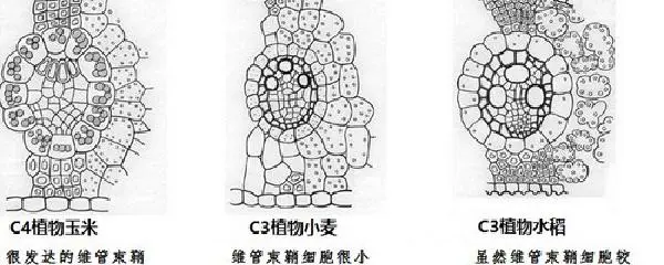 适合不同年龄段篮球爱好者的体能训练方案_1